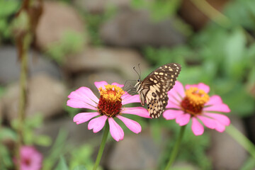 Danaus chrysippus, also known as the plain tiger is a medium-sized butterfly widespread in Asia, Australia and Africa