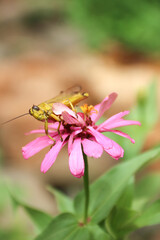 Green grasshopper herbivorous insects from the suborder Caelifera in the order orthoptera
