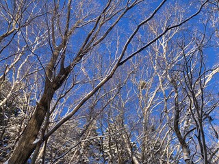 Snow-covered deciduous tree branches and blue sky