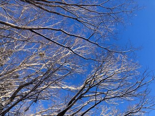 Snow-covered deciduous tree branches and blue sky