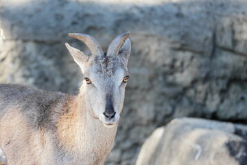 スーチョワンバーラル