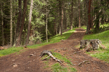 a path inside a peaceful forest in a cloudy day, no people around