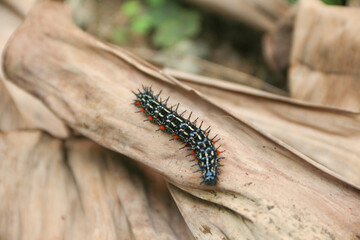 A Butterfly Larva Doleschallia Bisaltide Caterpillar