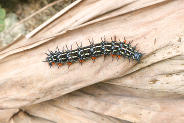 A Butterfly Larva Doleschallia Bisaltide Caterpillar