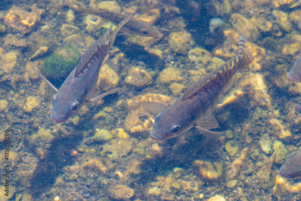 Wall mural two fish in the water