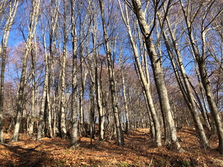 A serene autumn forest scene with tall, leafless trees, a clear blue sky, and a ground covered in golden-brown fallen leaves