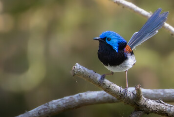A male Variegated Fairywren perched 