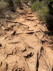 Forest trail with exposed roots