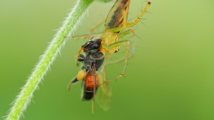 Macro Shot of a Spider Preying on a Bee - Displays predation behavior, highlighting intricate ecological interactions. Suitable for educational and research purposes.