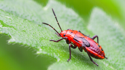 a vibrant red insect resting on a fresh green leaf. The bright colors contrast beautifully, highlighting the intricate details of the insect's body and the delicate texture of the leaf.