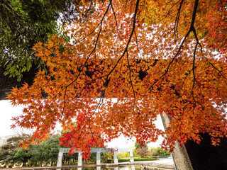 公園の石のモニュメントの手前に広がる紅葉