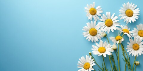Fototapeta premium Blank greeting card featuring daisy flowers on a blue background creates a stylish mock up. This greeting card design offers ample copy space for personalization and invitations.