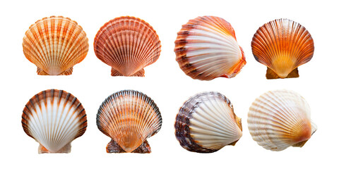 Colorful Seashell Collection on Transparent Background, PNG collection, set bundle, isolate on transparent or white background