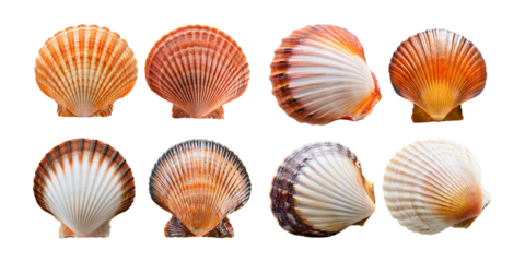 Colorful Seashell Collection on Transparent Background, PNG collection, set bundle, isolate on transparent or white background