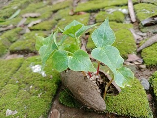 cotton tree shoots