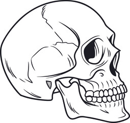 human skull illustration