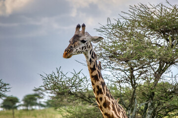 Tanzania is an East African country famous for its vast wildlife areas. These include the plains of the Serengeti National Park.