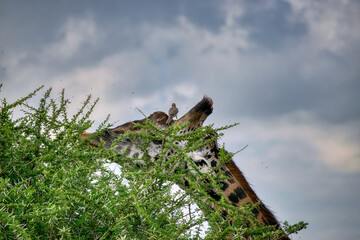 Tanzania is an East African country famous for its vast wildlife areas. These include the plains of the Serengeti National Park.