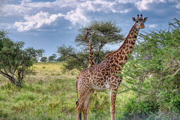 Tanzania is an East African country famous for its vast wildlife areas. These include the plains of the Serengeti National Park.