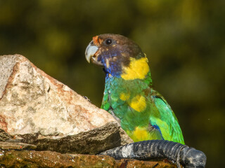 28 Ringneck Parrot (Barnardius zonarius semitorquatus) in Australia