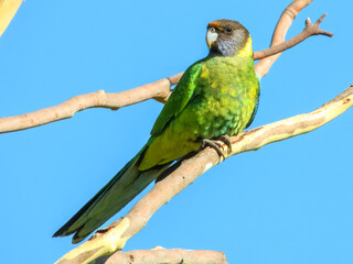 28 Ringneck Parrot (Barnardius zonarius semitorquatus) in Australia