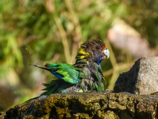 28 Ringneck Parrot (Barnardius zonarius semitorquatus) in Australia