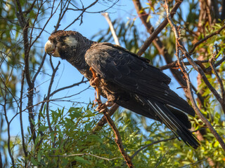 Carnaby's Black-Cockatoo (Zanda latirostris) in Australia