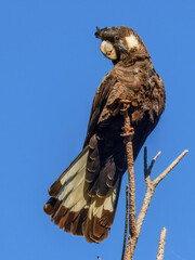 Carnaby's Black-Cockatoo (Zanda latirostris) in Australia