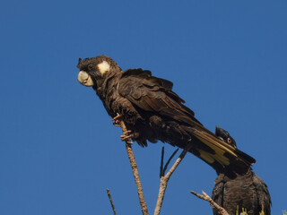 Carnaby's Black-Cockatoo (Zanda latirostris) in Australia