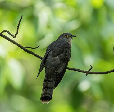 common hawk cuckoo