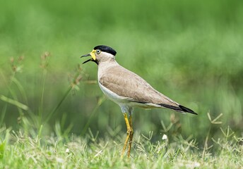 Yellow lapwing 