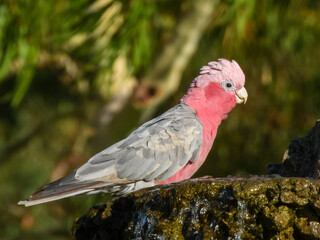 Galah (Cacatua roseicapilla) in Australia