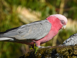 Galah (Cacatua roseicapilla) in Australia