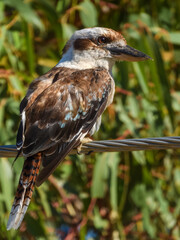Laughing Kookaburra (Dacelo novaeguineae) in Australia