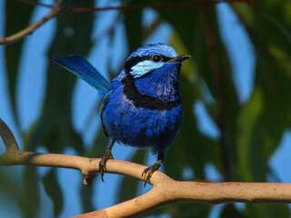 Splendid Fairy-wren	(Malurus splendens) in Australia