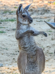Western Grey Kangaroo (Macropus fuliginosus) in Australia © Imogen