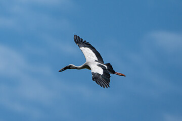 Asian Openbill Stock in a fly in blue sky 