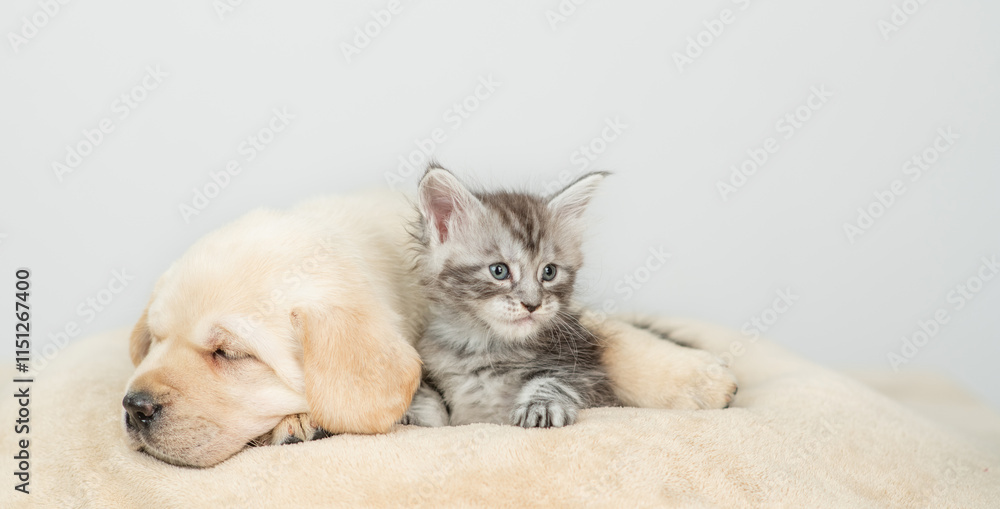 Aufkleber sleepy golden retriever puppy lying with tiny maine coon cat on a bed at home. empty space for text