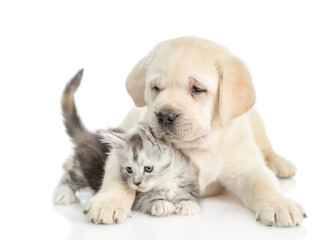 Playful Golden retriever puppy hugs a tiny  maine coon kitten and looks at camera. isolated on white background