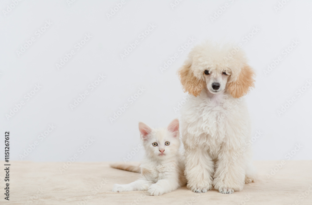 Aufkleber poodle puppy sitting with tiny maine coon cat on a bed at home. pets look at camera together. empty 
