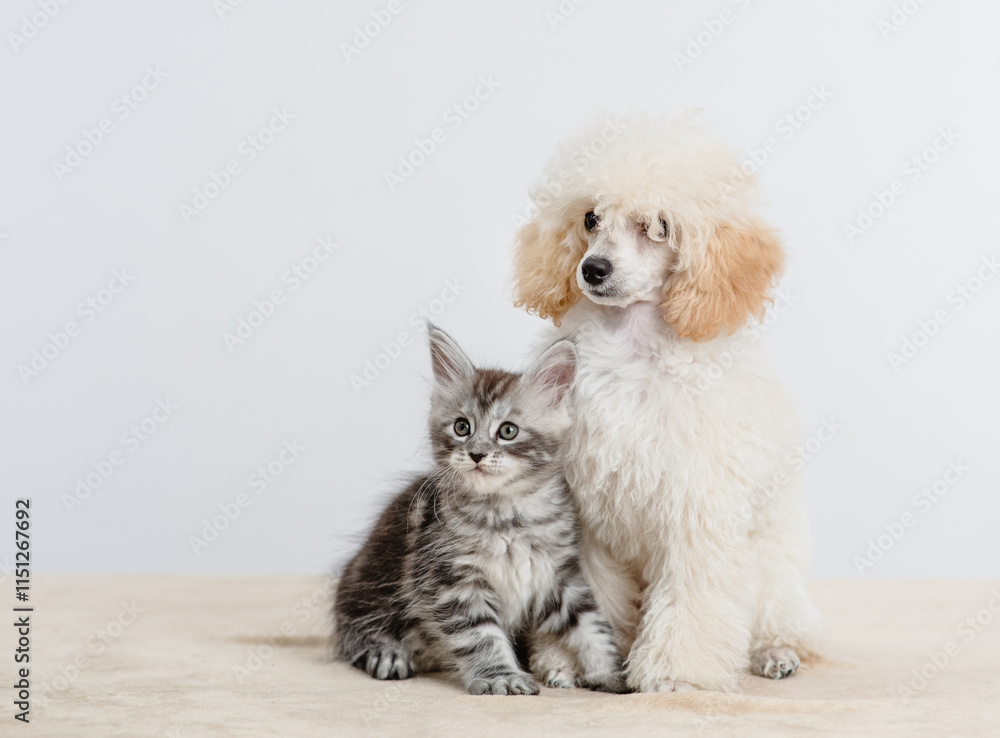 Aufkleber Poodle puppy sitting with tiny maine coon cat on a bed at home. Empty space for text