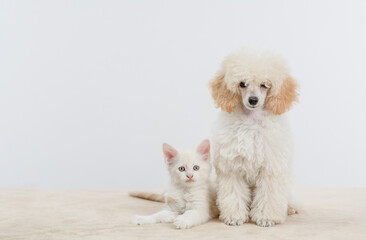 Poodle puppy sitting with tiny maine coon cat on a bed at home.  pets look at camera together. Empty space for text