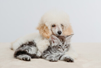 Friendly Poodle puppy lying with tiny maine coon cat on a bed at home