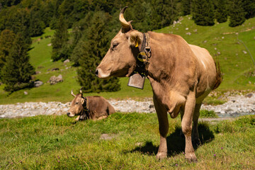 Cow grazing. Cattle in the grass field.
