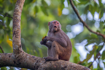 Obraz premium Monkey is in innocent looks