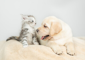 Fototapeta premium Playful Golden retriever puppy lying with tiny maine coon cat on a bed at home