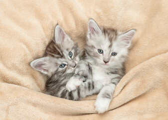 Two cozy Maine coon kitten lying under warm blanket on a bed at home. Top down view