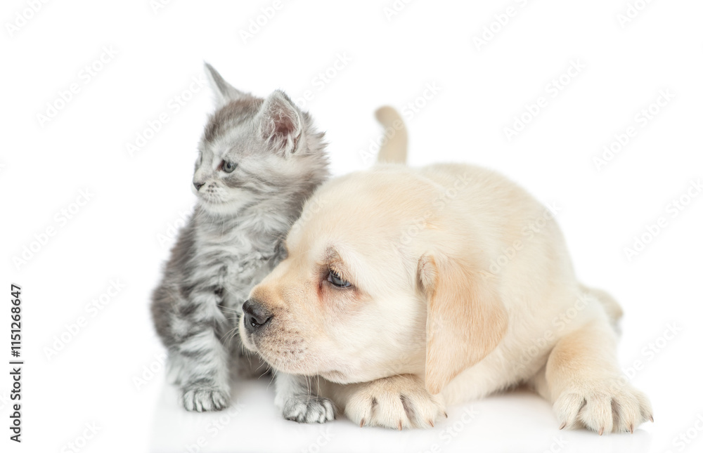 Poster golden retriever puppy and tiny maine coon kitten look away on empty space together. isolated on whi