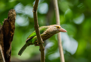 Lineated barbet in jungle