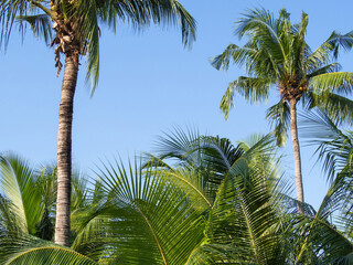 Fototapeta premium blue sky background with Cloudless and coconut trees and copy space